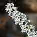 Bridal-Wreath - Photo (c) Paul B., some rights reserved (CC BY-NC-ND), uploaded by Paul B.