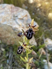 Ophrys cretica