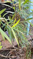 Acacia confusa