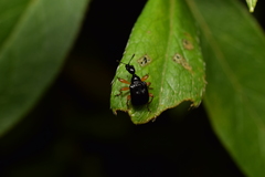 Compsapoderus erythrogaster