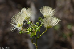 Albizia polyphylla