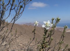 Cristaria integerrima