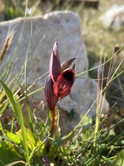 Serapias orientalis orientalis