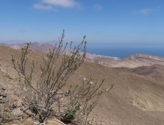 Cristaria integerrima