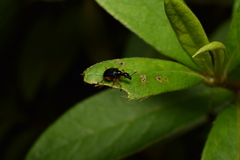 Compsapoderus erythrogaster