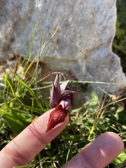 Serapias orientalis orientalis