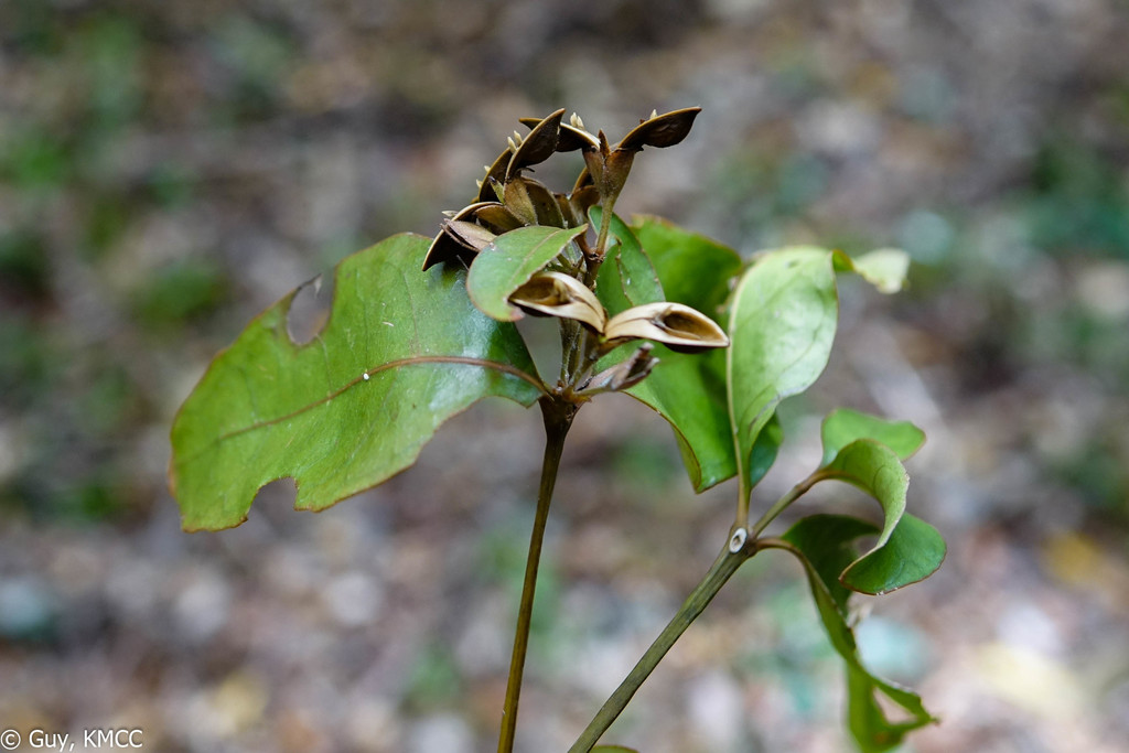 Zygoruellia