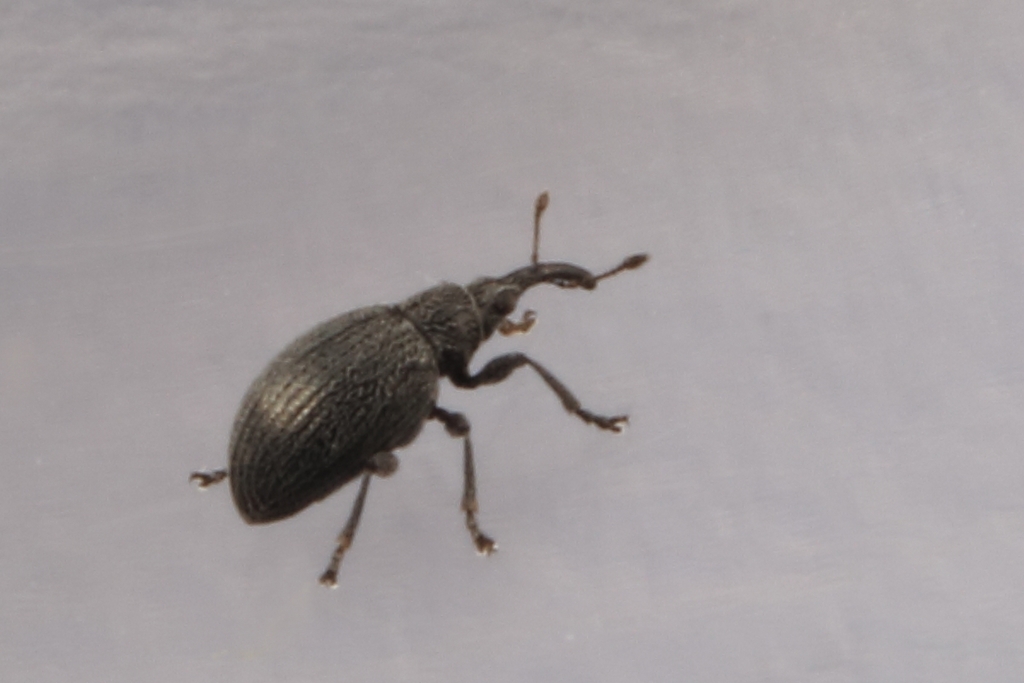 Catapion pubescens