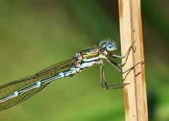 Austrolestes cingulatus