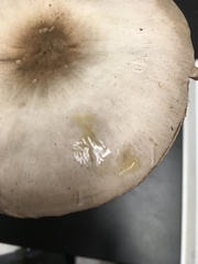 Agaricus californicus image