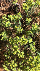 Euphorbia yaquiana