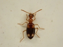 Stricticomus tobias