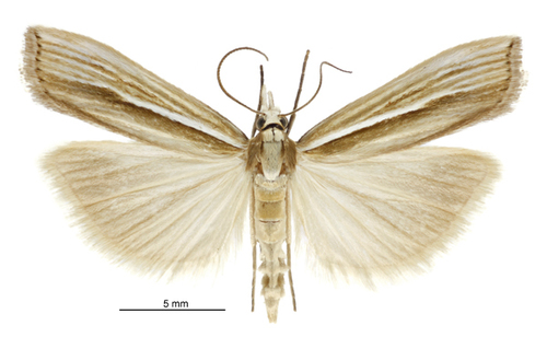 Orocrambus ramosellus photo 3