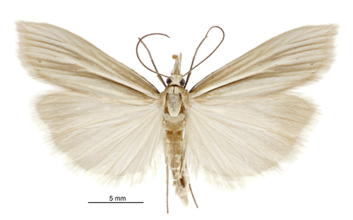 Orocrambus ramosellus photo 4