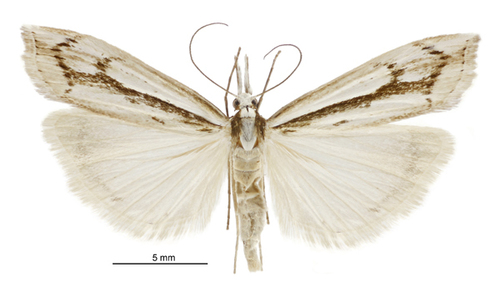 Orocrambus ramosellus photo 5
