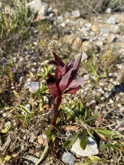 Serapias orientalis orientalis