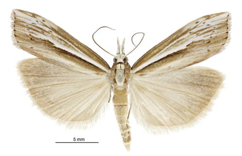 Orocrambus ramosellus photo 6