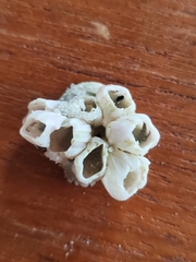 Amphibalanus eburneus