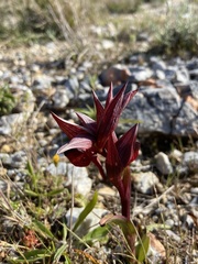 Serapias orientalis orientalis