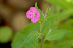 Oenothera rosea