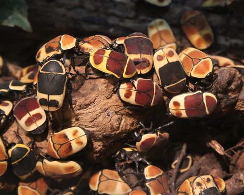 sun beetle