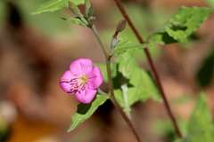 Oenothera rosea