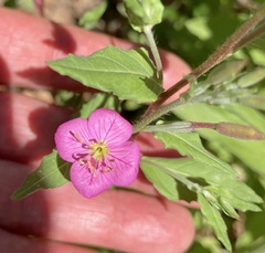 Oenothera rosea