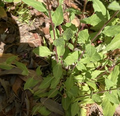 Oenothera rosea