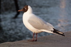 Chroicocephalus ridibundus