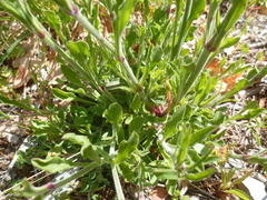 Silene italica