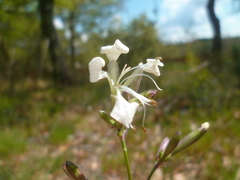 Silene italica