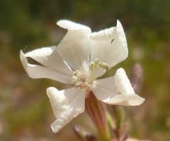 Silene italica