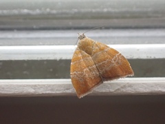Choreutis achyrodes