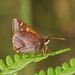 Lilac Grass-Skipper - Photo (c) Reiner Richter, some rights reserved (CC BY-NC), uploaded by Reiner Richter