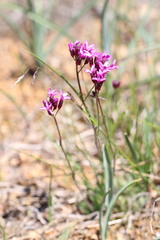 Arabis aculeolata
