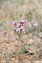 Arabis aculeolata