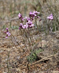 Arabis aculeolata