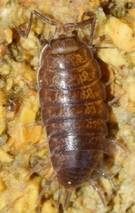 Halophiloscia