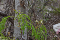 Albizia polyphylla