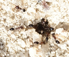 Monomorium subopacum