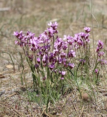 Arabis aculeolata