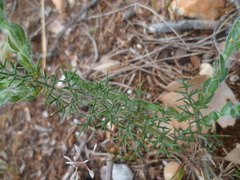Genista hispanica