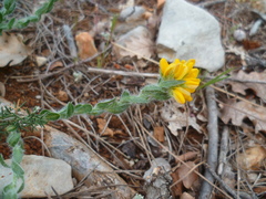 Genista hispanica