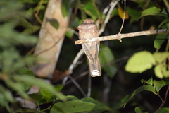 Nyctiphrynus ocellatus