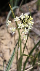 Toxicoscordion micranthum