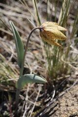 Fritillaria glauca