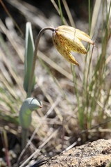 Fritillaria glauca