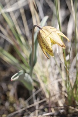 Fritillaria glauca