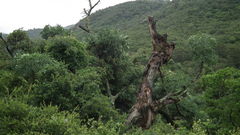 Cussonia