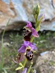 Ophrys calypsus